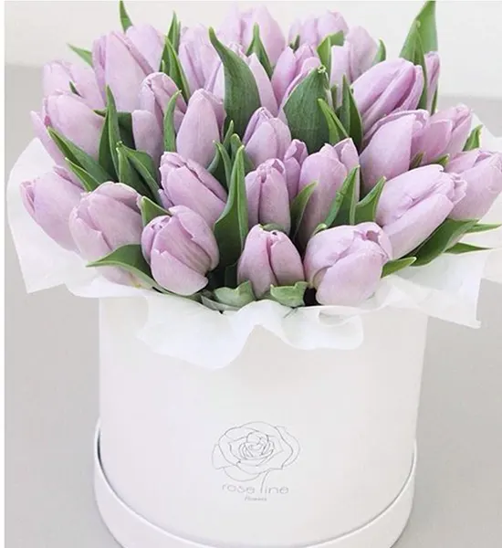 20pc Purple Tulip With Box
