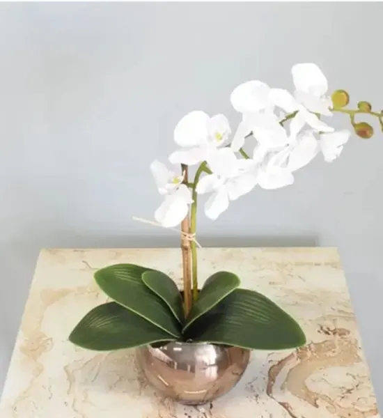 White Orchid Plant