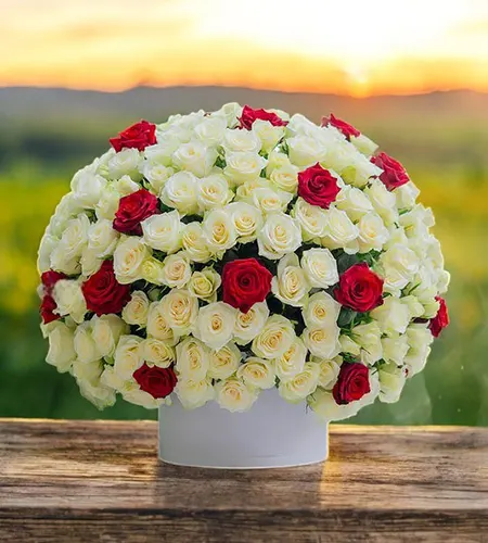 100 Red and White Roses in Elegant Box - Perfect Gift