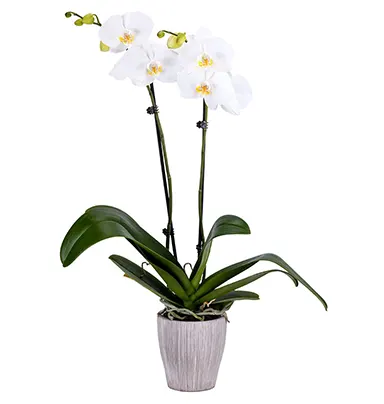 White Orchid Plants
