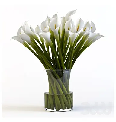 20 Kala Lily's White W...