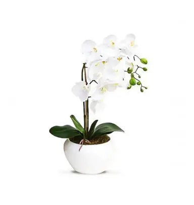 White Orchard Plants