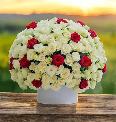 100 Red and White Rose...