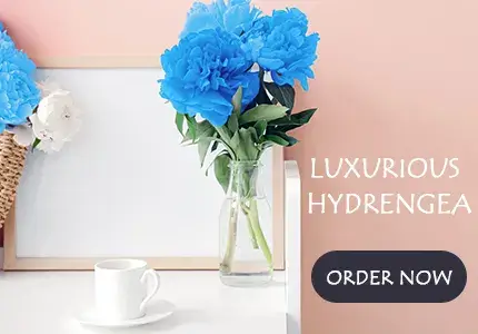 Hydreangea Delivery Dubai