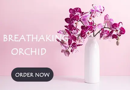 Orchid Delivery Dubai