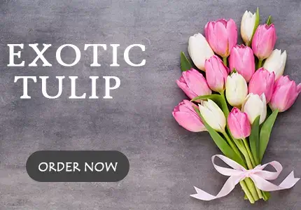 Tulip Delivery Dubai